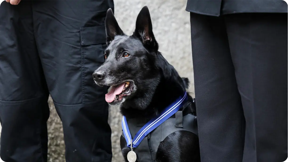 K9 Hurricane’s Heroes Stats